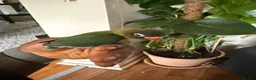 Lovebirds birds for sale:  Lovebirds  - Advert 2