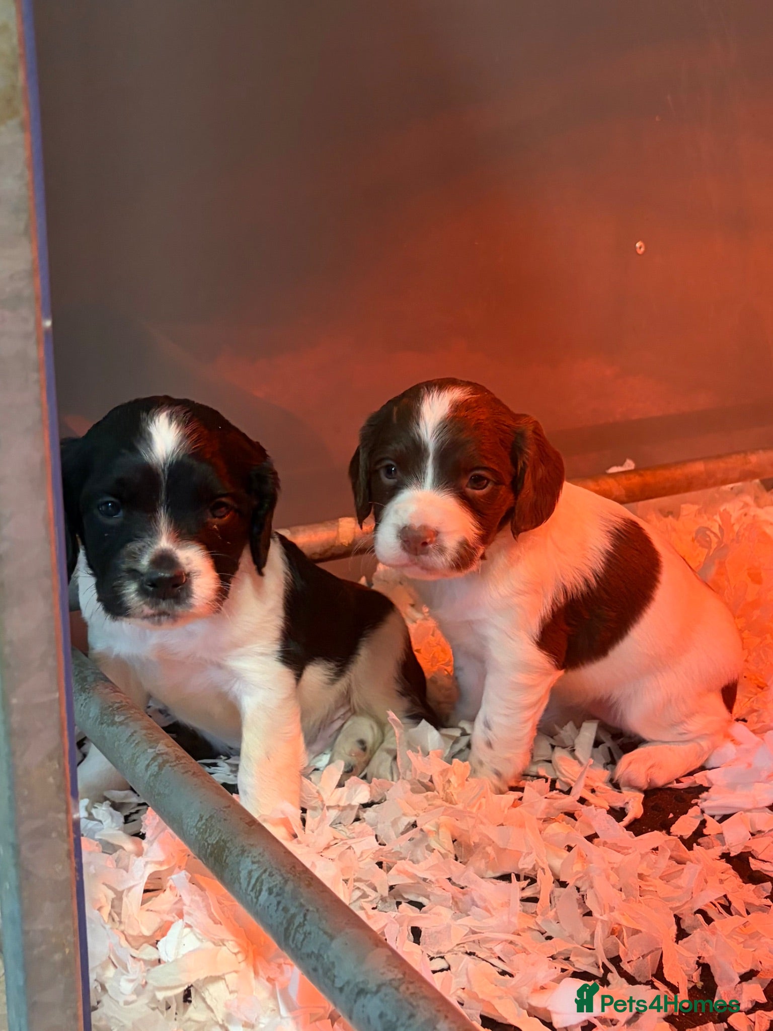 English Springer Spaniel dogs KC HEALTH TESTED SPRINGER SPANIEL PUPPIES  - Advert 2