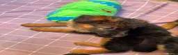 German Shepherd dogs for sale: KC German Shepherd puppies  - Advert 15
