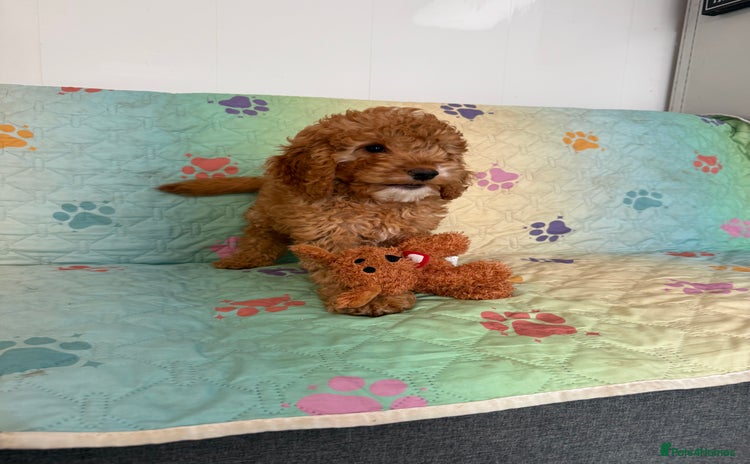 Cockapoo dogs - Advert 3