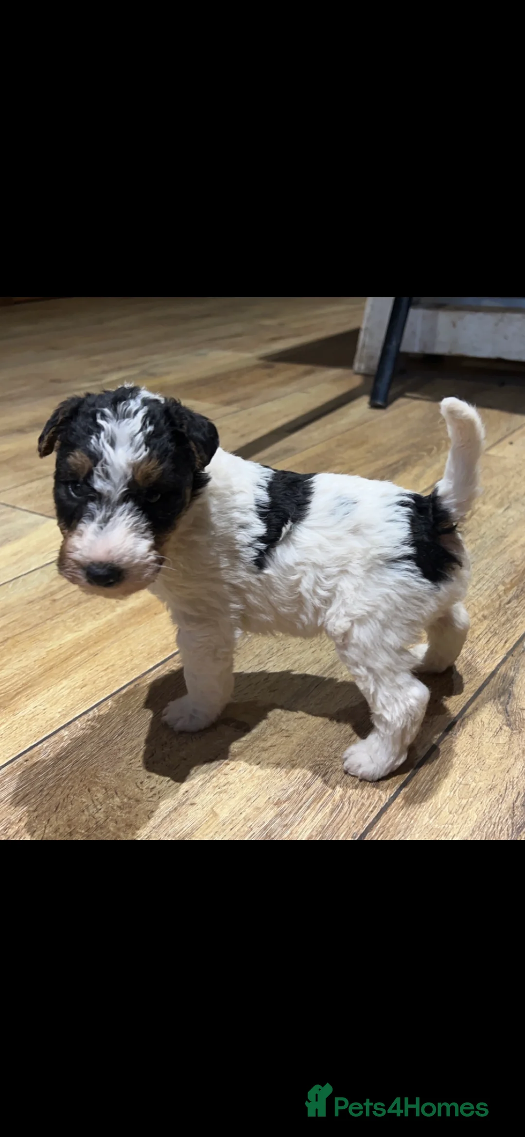 Fox Terrier dogs for stud: (TEDDY) Wire haired, fox terrier for STUD in Uttoxeter - Advert 9