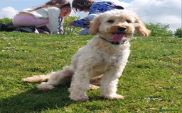Cockapoo dogs for sale: Young cockapoo girl DNA tested parents  - Image 5