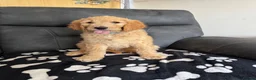 Goldendoodle dogs for sale: Beautiful golden doodle puppies for sale  - Advert 11