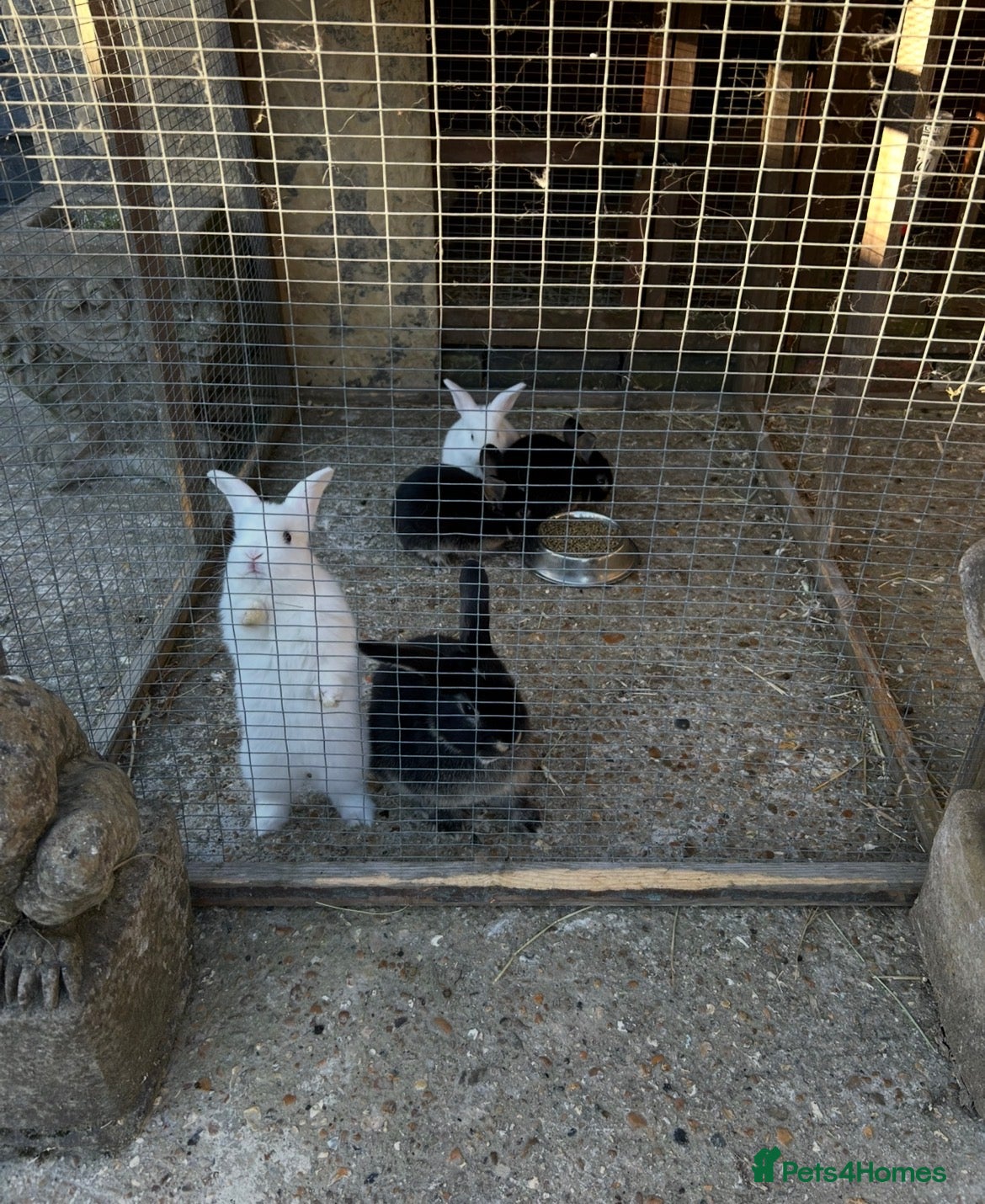 Dwarf Lop rabbits Dwarf lop rabbits for sale - Advert 19