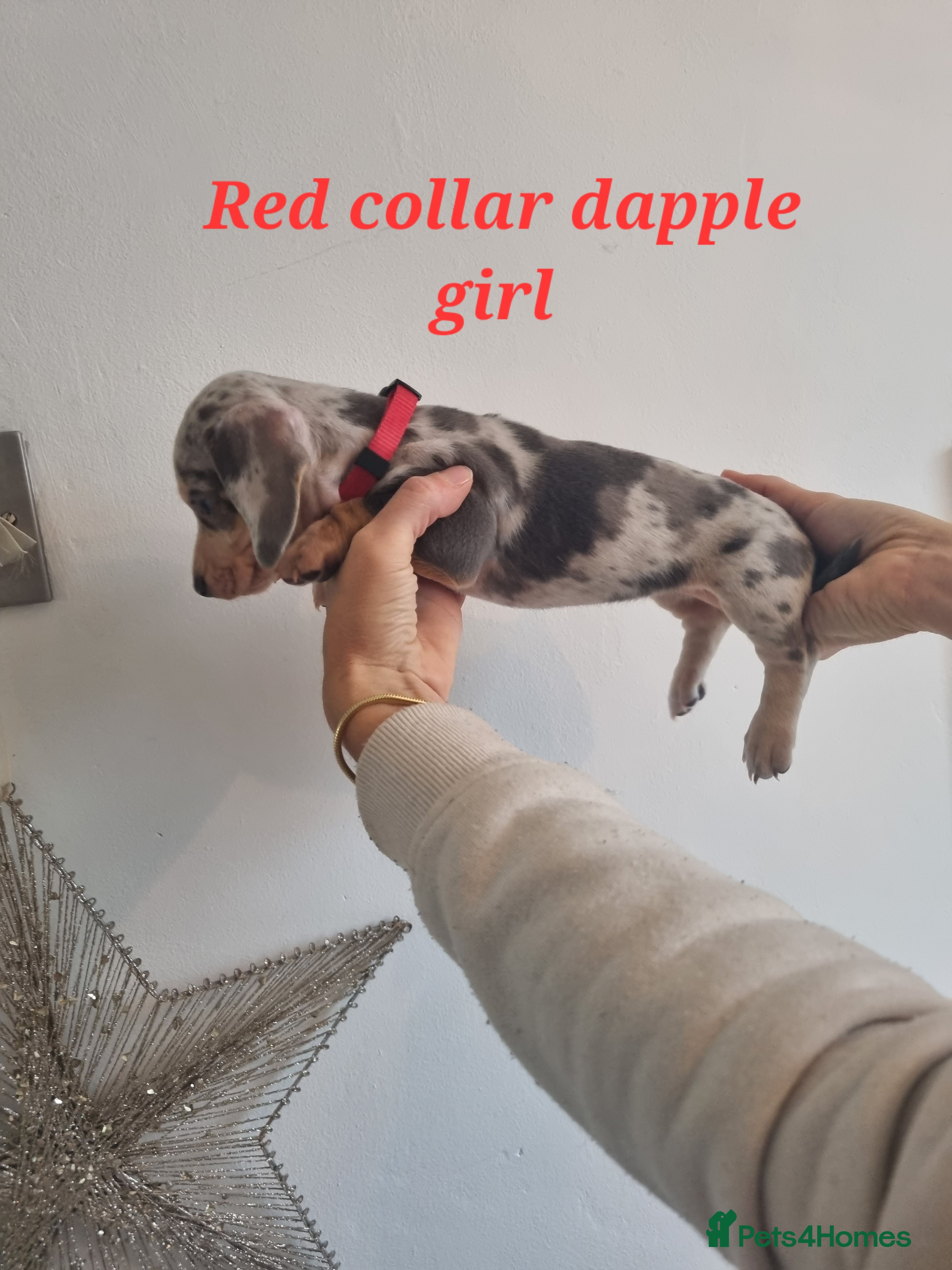 Dachshund dogs 8 Smooth Haired miniature dachshund pups  - Advert 7