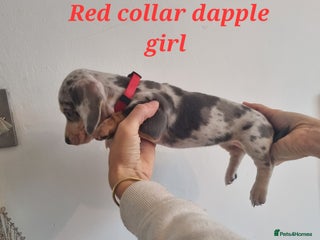 Dachshund dogs 8 Smooth Haired miniature dachshund pups - Advert 7