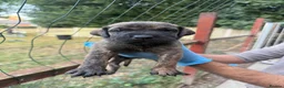 Presa Canario dogs for sale: World class presa canarios  - Advert 20