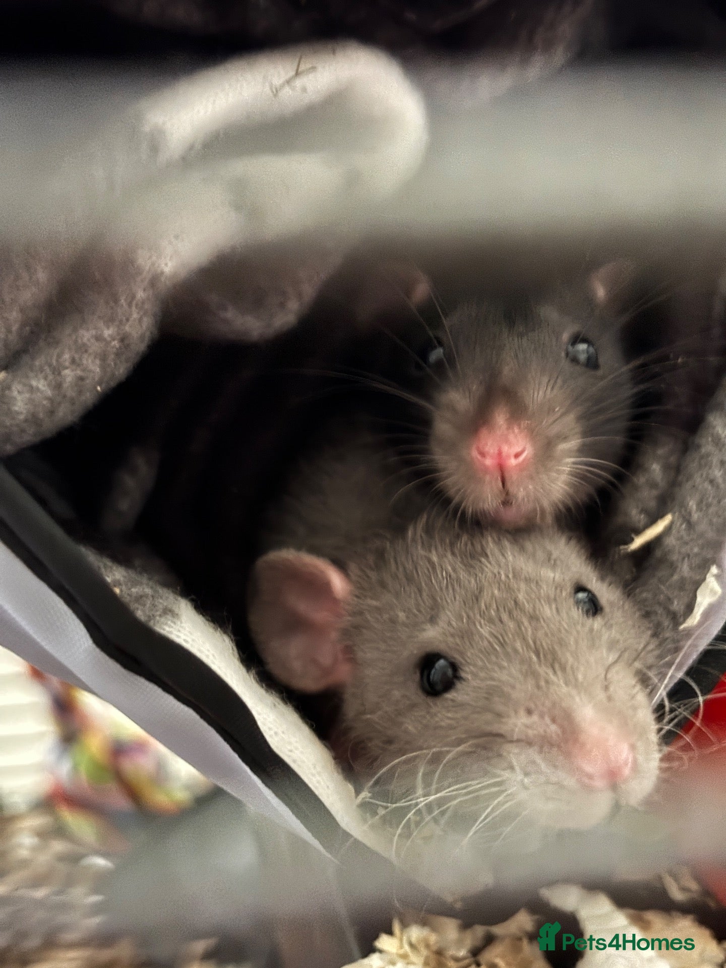 Rat rodents 2 bonded female rats - Advert 1
