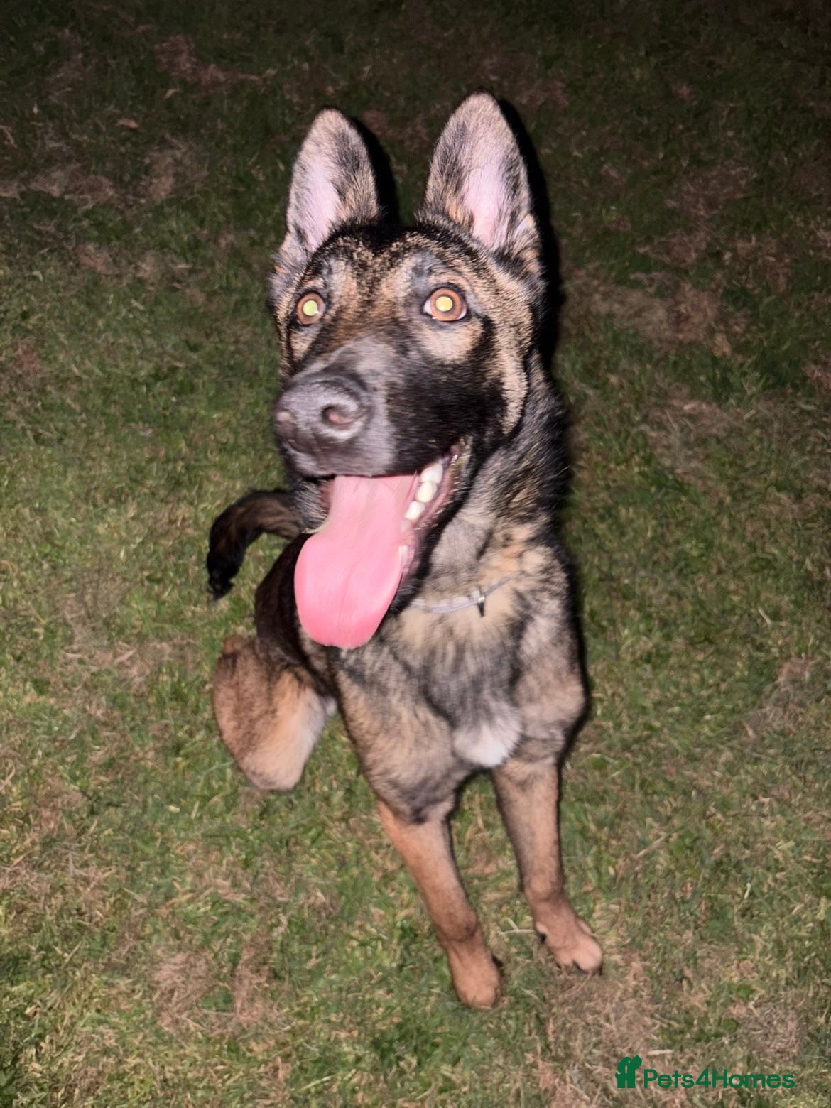 Belgian Shepherd Dog dogs 8 month Belgian Malinois - Advert 5