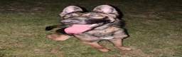 Belgian Shepherd Dog dogs for sale: 8 month Belgian Malinois in Birkenhead - Advert 2