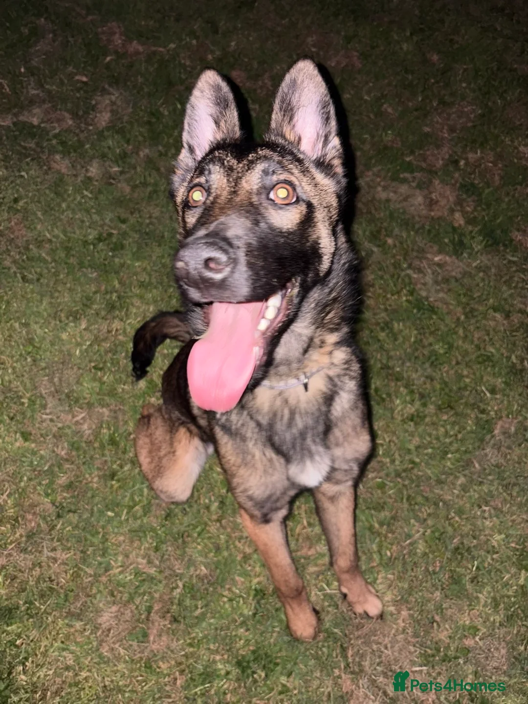 Belgian Shepherd Dog dogs for sale: 8 month Belgian Malinois in Birkenhead - Advert 2