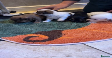 Shih Tzu dogs - Advert 5