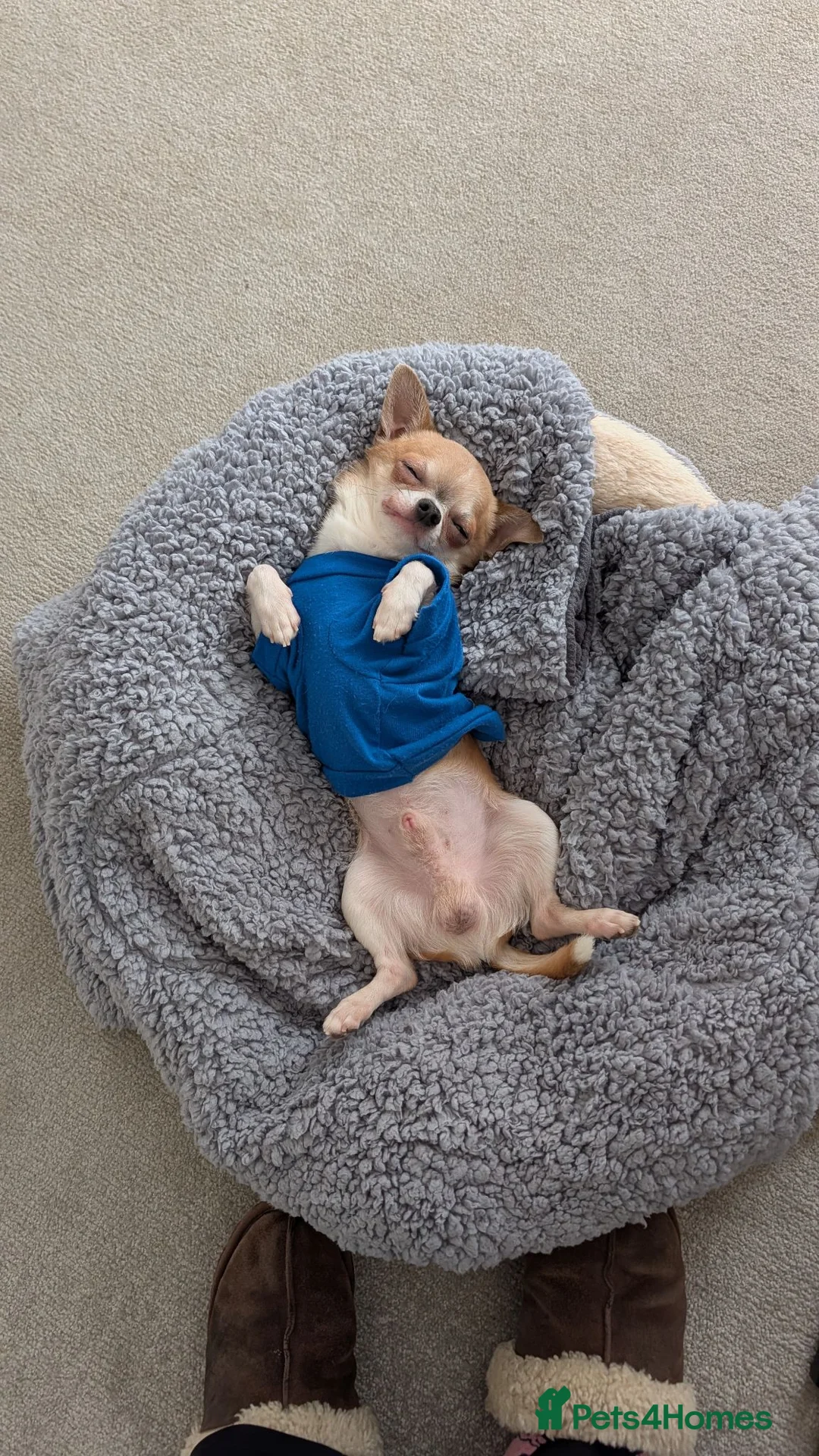 Chihuahua dogs for stud: Stud only-  in Halesworth - Advert 5