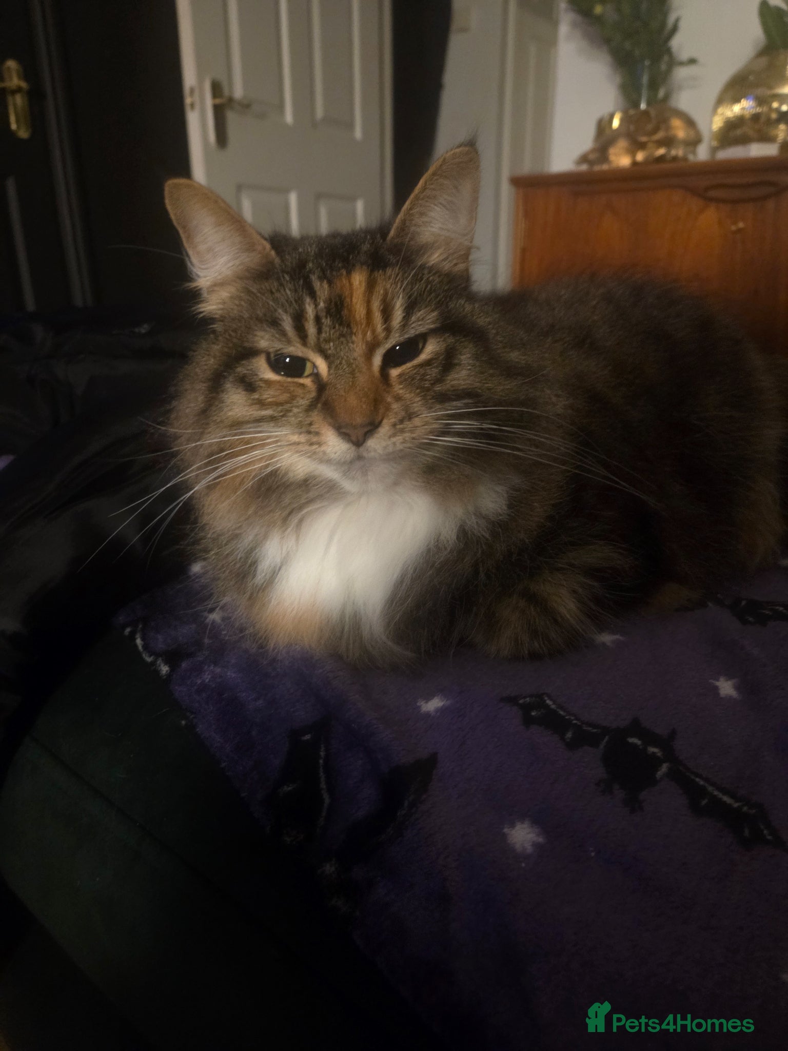 Mixed Breed cats Akasha needs a home  - Advert 2