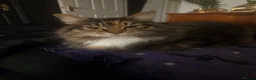 Mixed Breed cats for sale: Akasha needs a home  - Advert 1