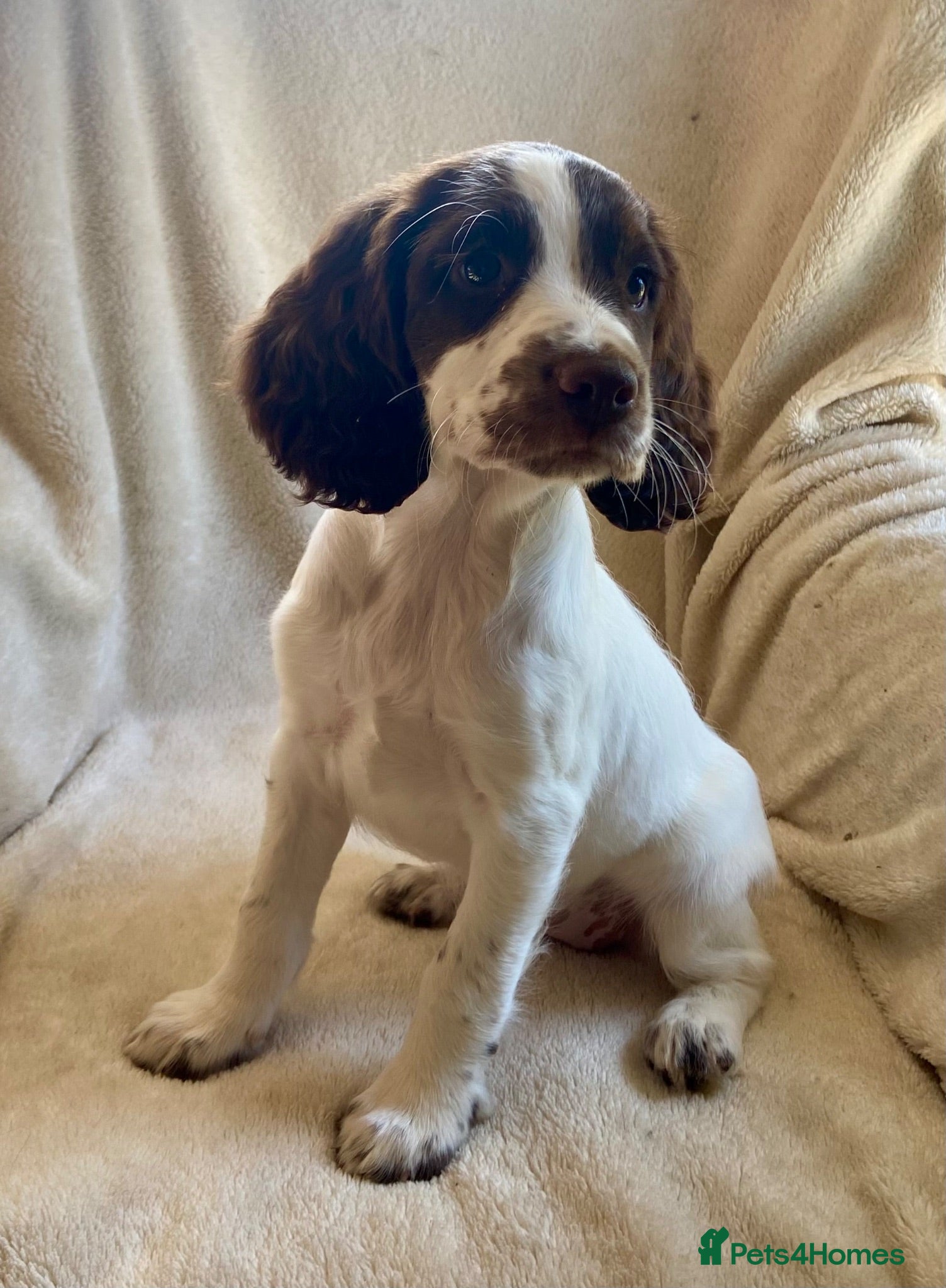 English Springer Spaniel dogs Kc registered English springer spaniel pups - Advert 14