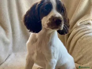 English Springer Spaniel dogs Kc registered English springer spaniel pups - Advert 14
