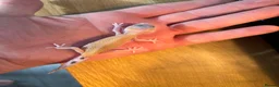 Leopard Gecko reptiles for sale: Baby geckos  - Advert 5
