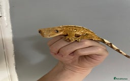 Gecko reptiles for sale: baby crested gecko and females - Image 3