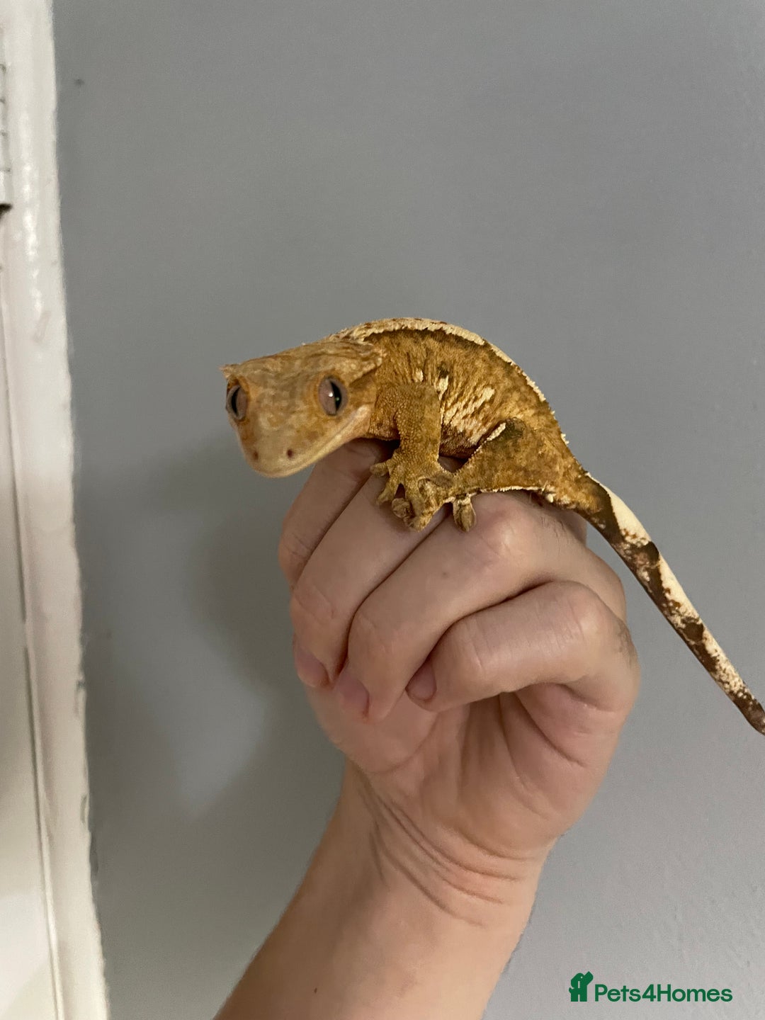 Gecko reptiles for sale: baby crested gecko and females - Image 3