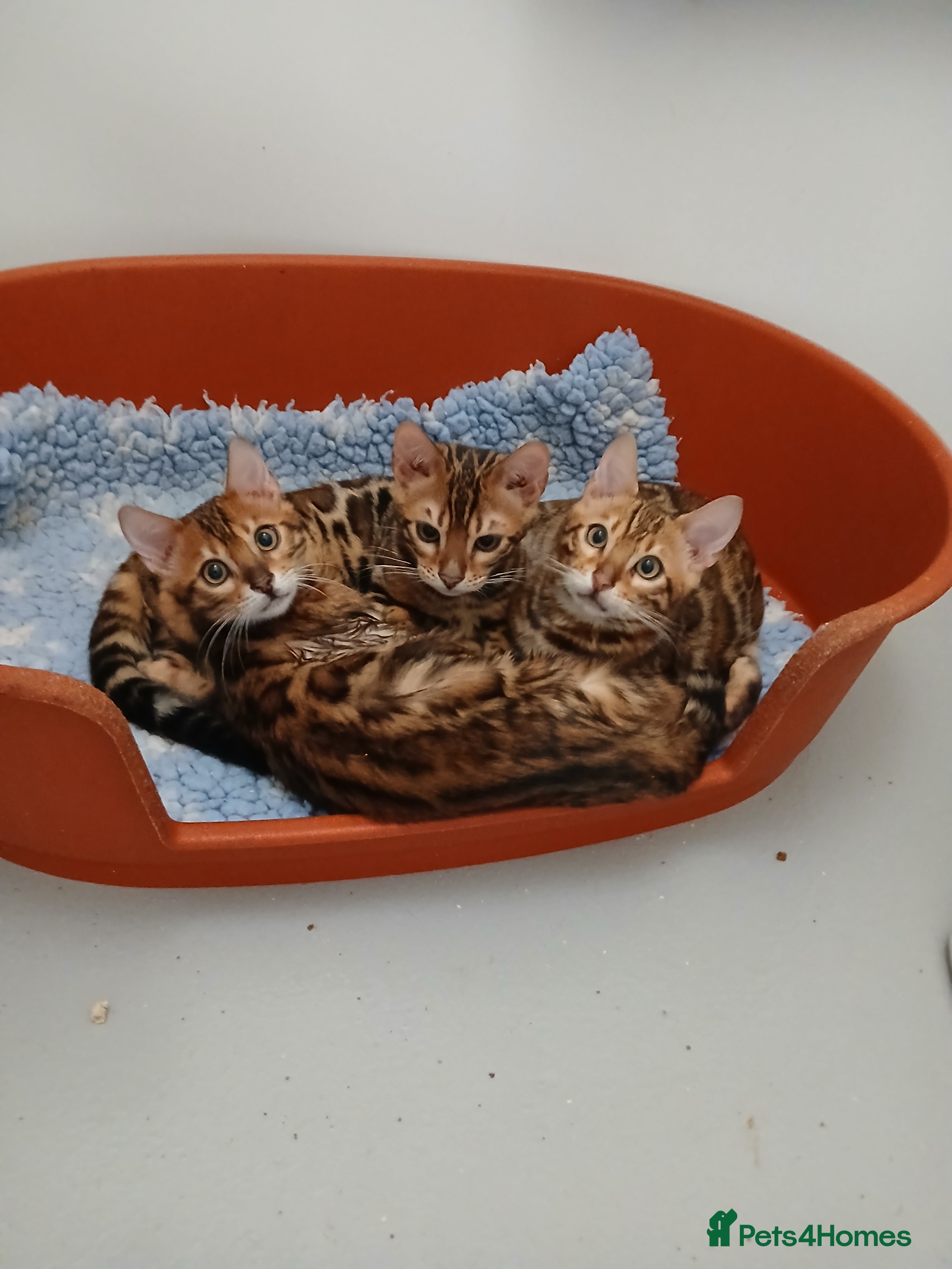 Bengal cats Beautiful Bengal kittens - Advert 1
