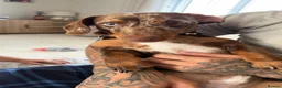 Miniature Dachshund dogs for sale: Miniature dachshund  in Ferryhill - Advert 2
