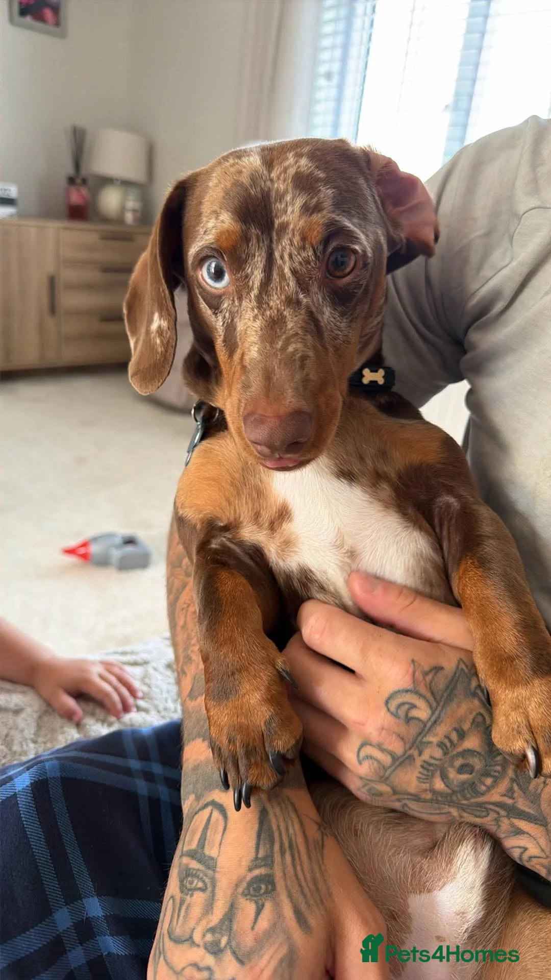 Miniature Dachshund dogs for sale: Miniature dachshund  in Ferryhill - Advert 2