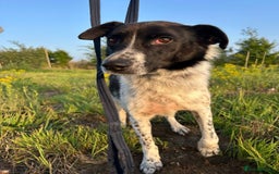 Mixed Breed dogs for adoption: Herby - Norwich Norfolk  - Image 10