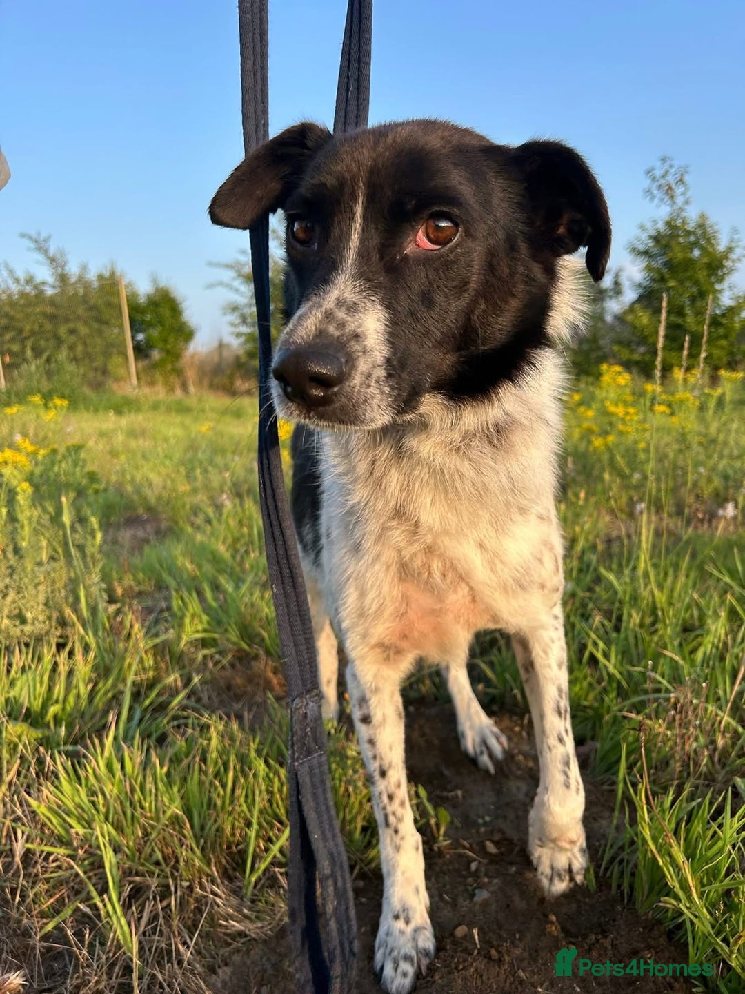 Mixed Breed dogs for adoption: Herby - Norwich Norfolk  - Image 10