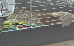 Guinea Pig rodents for sale: 2 brothers, cages and accessories  - Advert 2