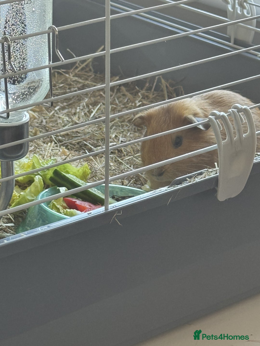 Guinea Pig rodents for sale: 2 brothers, cages and accessories  - Advert 2