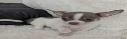 Chihuahua dogs for sale: KC reg chihuahua boys left  - Advert 11