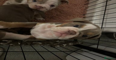 Mixed Breed dogs - Advert 4