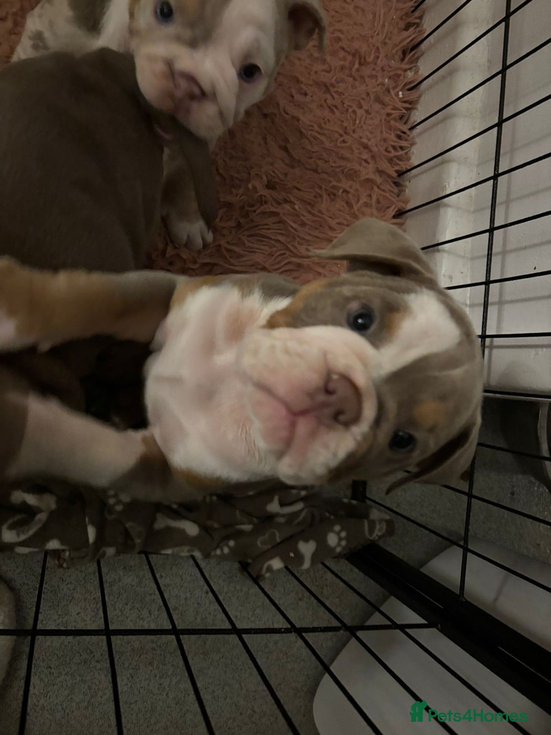 Mixed Breed dogs for sale: ✨ CHARLIE’S ANGELS – BULLDOG GIRLS ✨ - Image 3