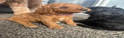 Cockapoo dogs for sale: Cockapoo puppies - Advert 35