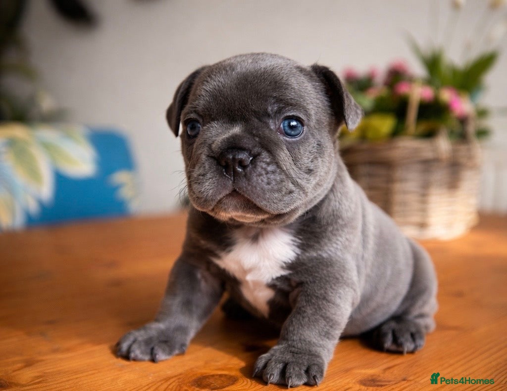 French Bulldog dogs 3 Boys Left KC Registered French Bulldog Puppies - Advert 1