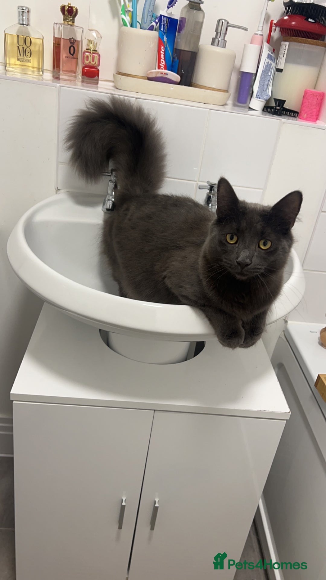 Russian Blue cats for sale: Cats for sale  - Image 2