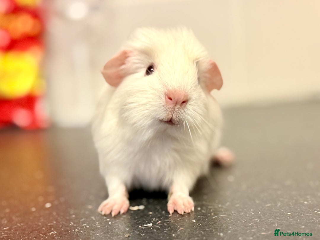 Guinea Pig rodents for sale: Baby guinea piggies  - Advert 8