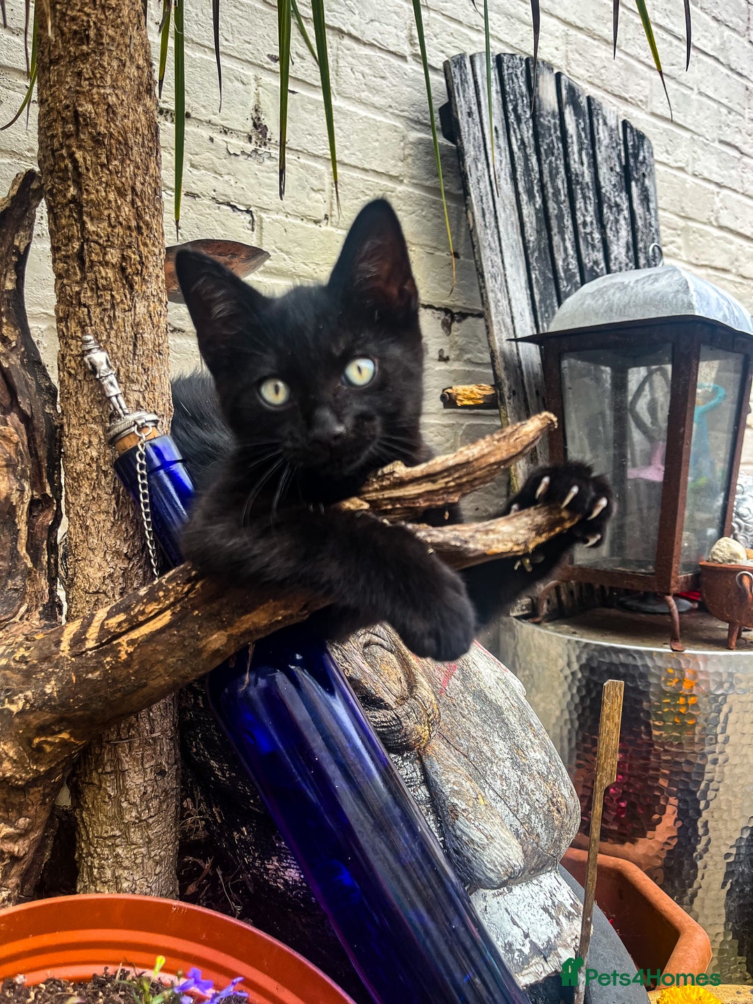 Bengal cats for sale: RARE Coats ~ Bengal/Maine Coon mix - Image 9