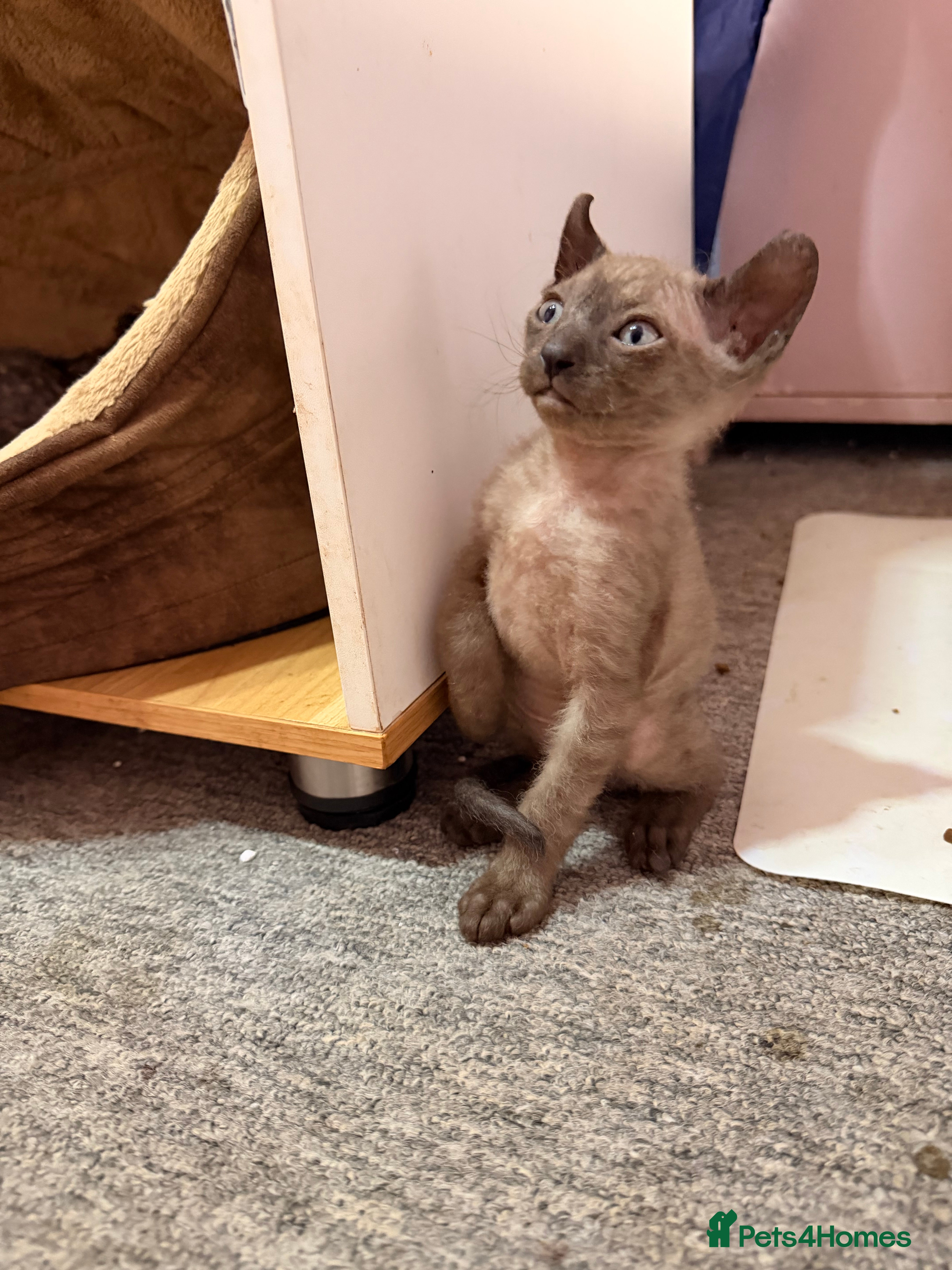 Sphynx cats Beautiful Sphynx and Elf kittens 🐾🩵🩷 - Advert 2