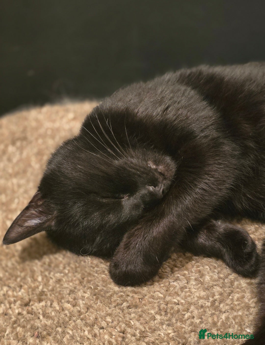 Mixed Breed cats for sale: Loki & Nova - Image 15
