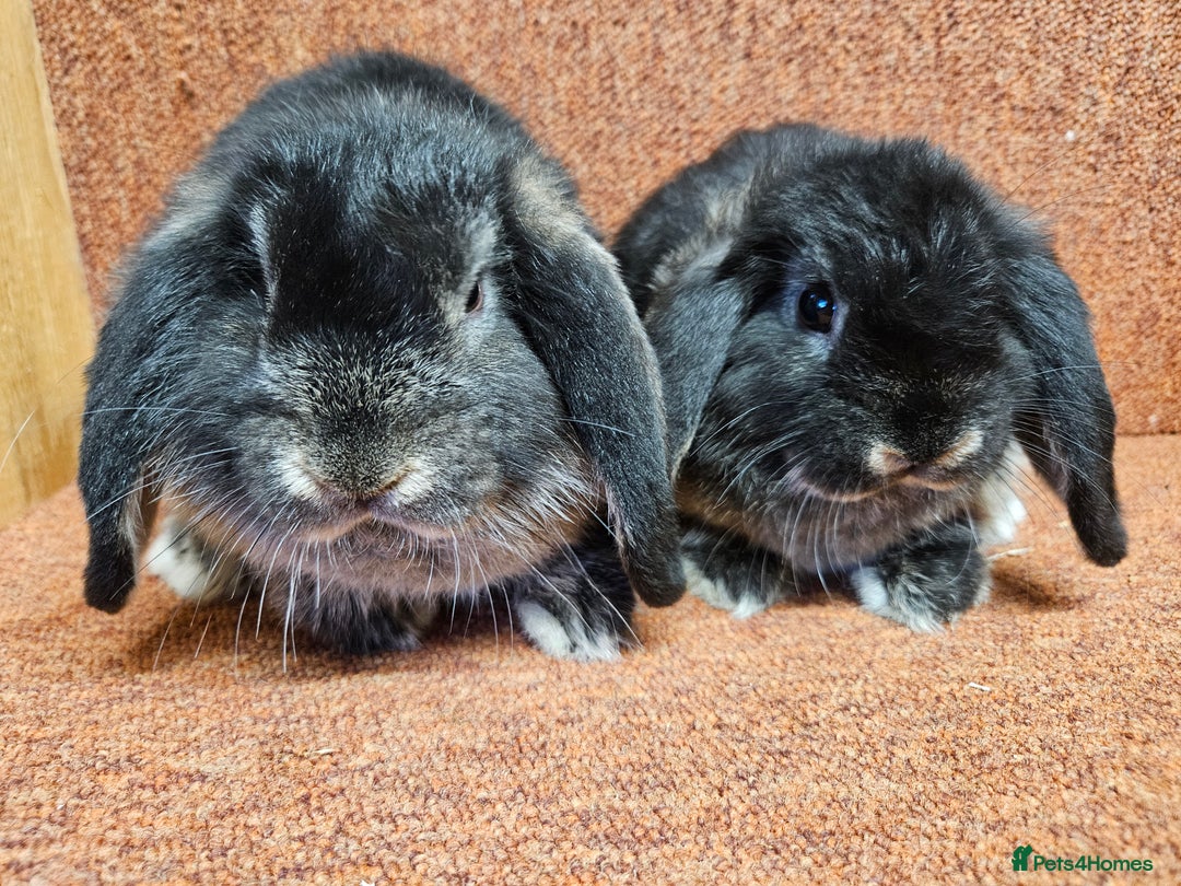 Dwarf Lop rabbits for sale: Pure show stock dwarf lops vaccinated  - Advert 2
