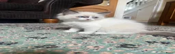 Ragdoll cats for sale: Beautiful baby girl ragdoll  - Advert 9
