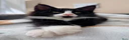 Maine Coon cats for sale: 1 Beautiful pedigree FEMALE Maine Coon kitten - Advert 17