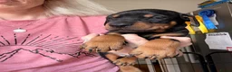 Dobermann dogs for sale: Exceptional kc pedigree dobermann puppies   - Advert 9