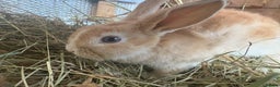 Mixed Breed rabbits for sale: Mixed breed rabbits ready now - Advert 2