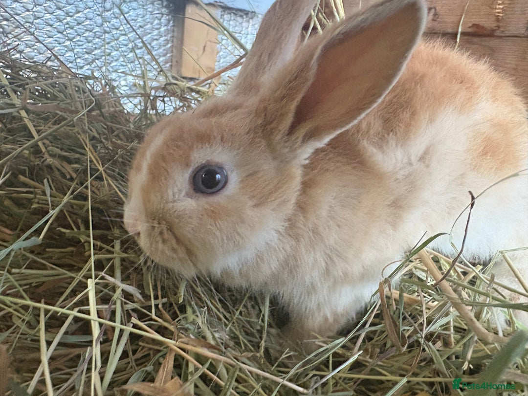 Mixed Breed rabbits for sale: Mixed breed rabbits ready now - Advert 2
