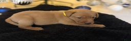 Labrador Retriever dogs for sale: Beautiful fox red puppies  - Advert 23