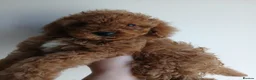 Toy Poodle dogs for sale: Toy poodle puppys - Advert 1