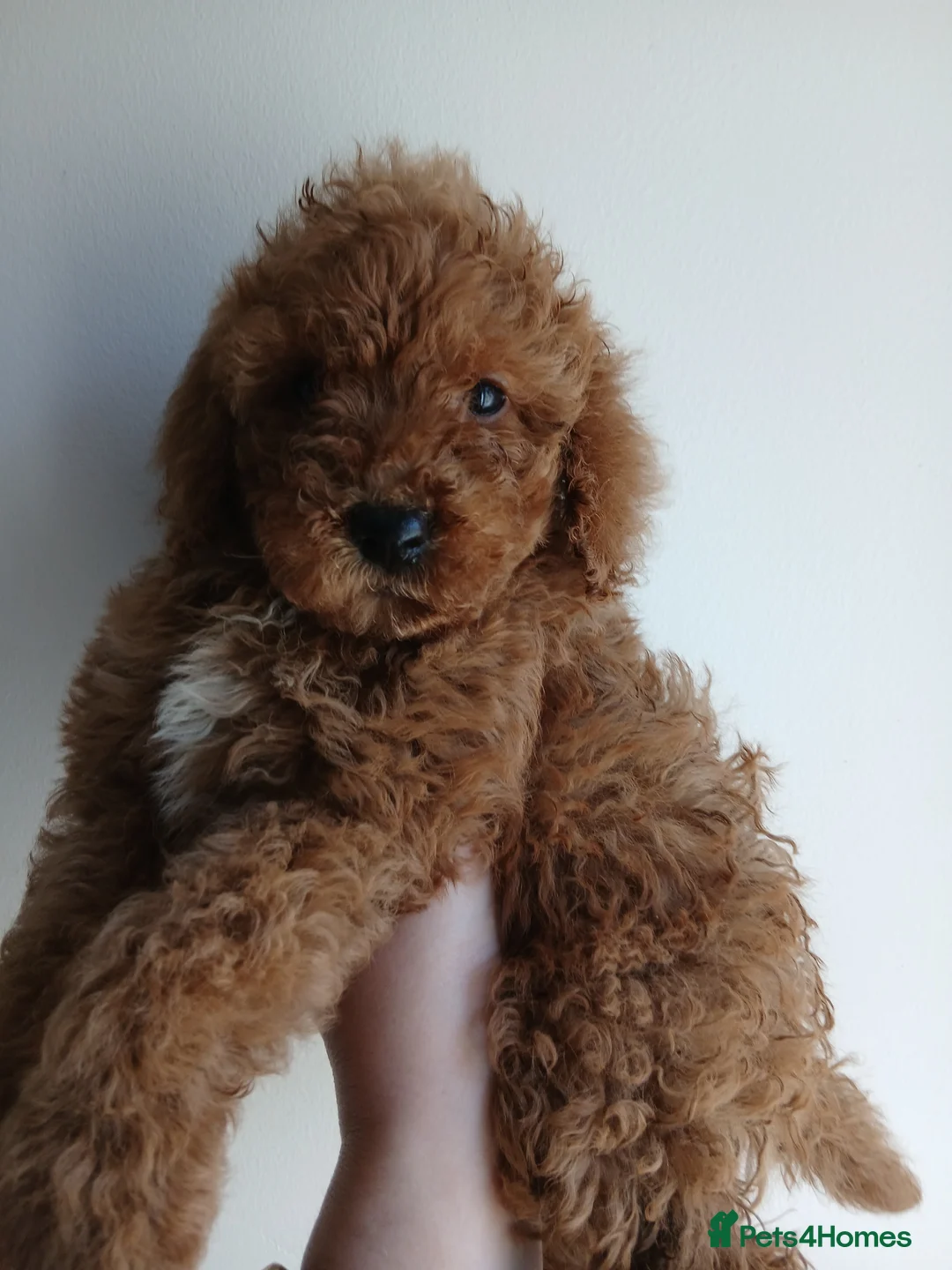 Toy Poodle dogs for sale: Toy poodle puppys - Advert 1